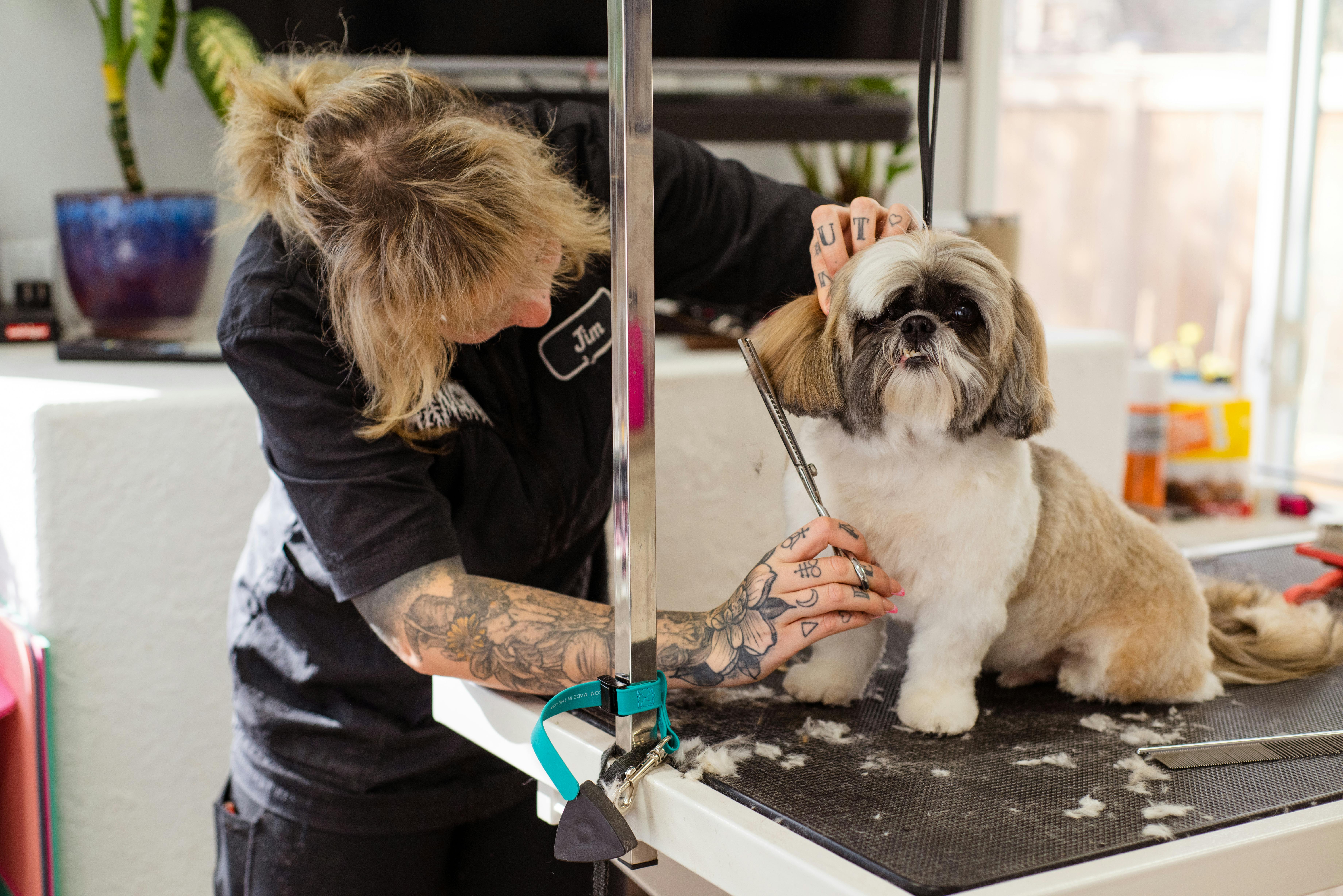 Independent dog groomer working inside a grooming space
